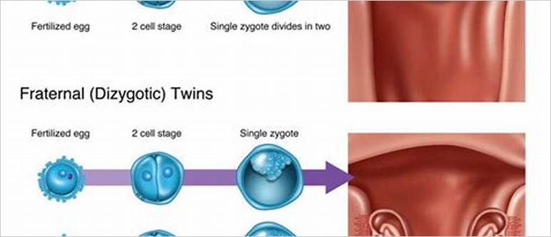 Identical twin blastocyst